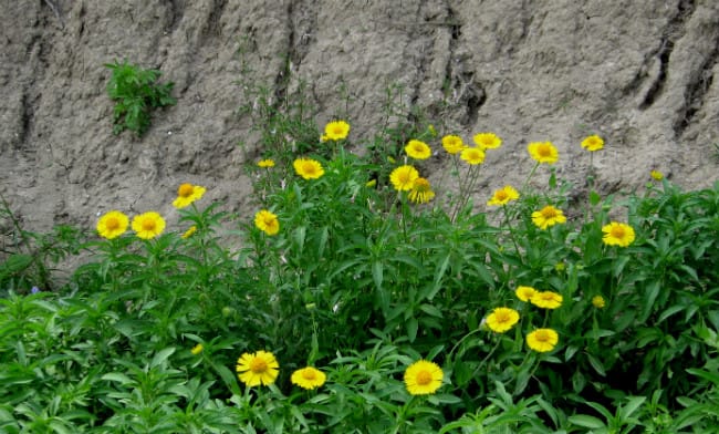 1489002639Huisache-Daisy-Amblyolepis-setigera-form.jpg