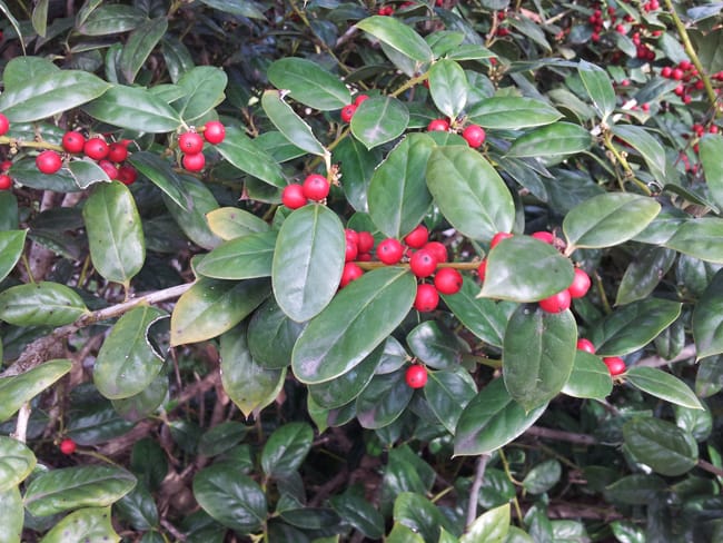 1489002757Dwarf-Burford-Holly-Ilex-cornuta-detail-leaf-with-berries-2.jpg