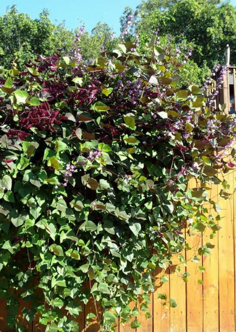 1489002757hyacinth-bean-dolichos-lablab-form.jpg