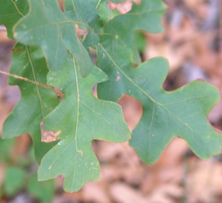 1489003234Post-Oak-Quercus-stellata-leaf3.jpg