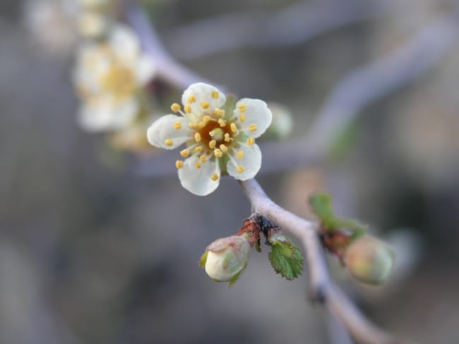 1489003450Peachbush-Prunus-texana-flower-detail.jpg