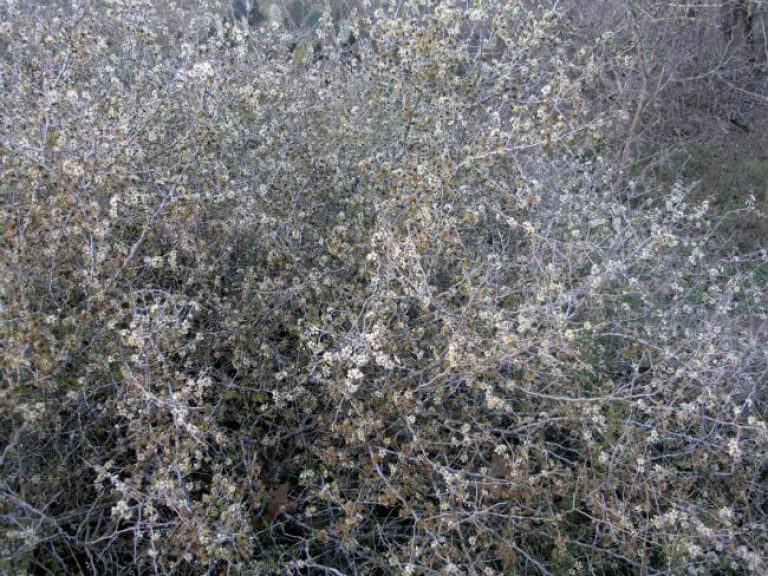 1489003454Peachbush-Prunus-texana-flower-form.jpg
