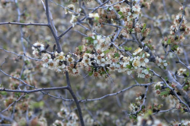 1489003457Peachbush-Prunus-texana-flowers.jpg