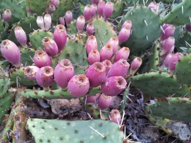 1489004560Prickly-pear-Opuntia-sp-detail-fruit-2014.jpg