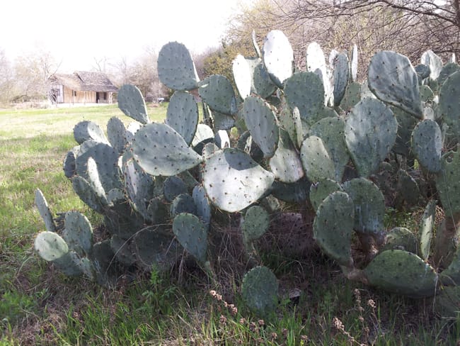 1489004563Prickly-Pear-Texas-Opuntia-engelmanii-form-sabg-lawn.jpg