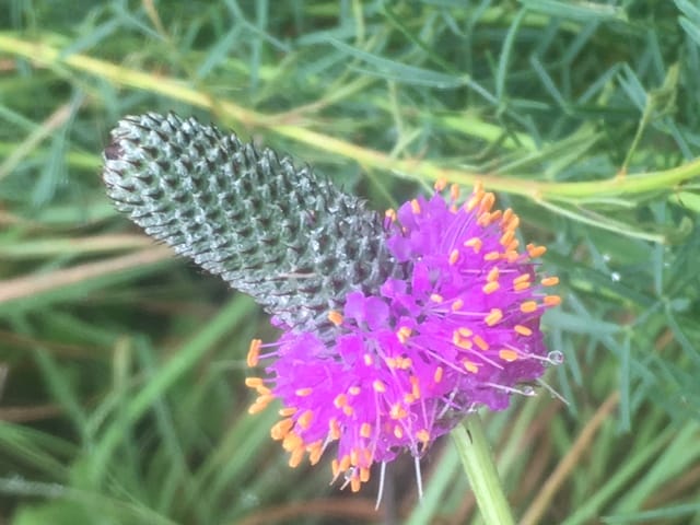 1489004821purple-prairie-clover-dalea-purpurea-flower-detail.JPG