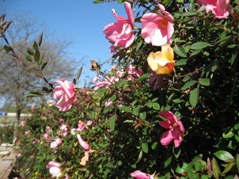 1489005484Rose-Mutabilis-Rose-Rosa-x-Mutabilis-detail.jpg