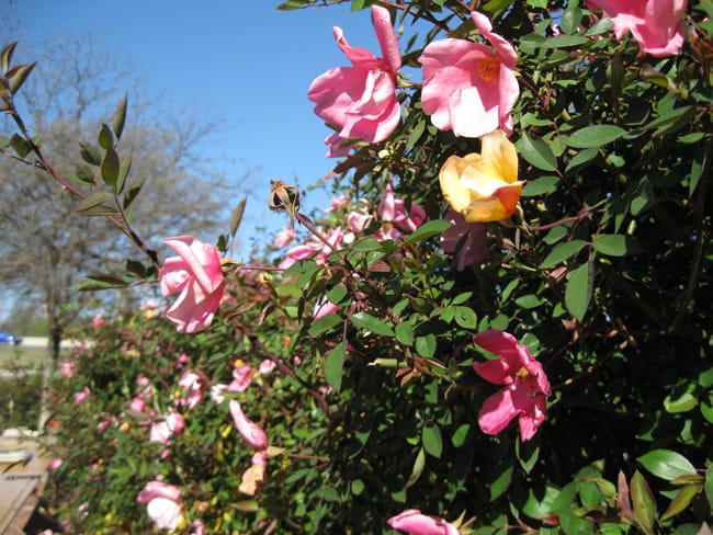 1489005484Rose-Mutabilis-Rose-Rosa-x-Mutabilis-detail.jpg