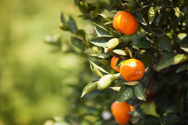 1489005781Satsuma-Citrus-reticulata-detail.jpg