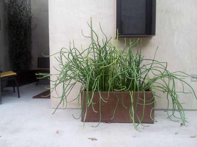 1489006257Slipper-Plant-Pedilanthes-macrocarpus-form-container.jpg