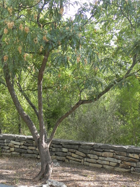 1489074521Arroyo-sweetwood-Myrospermum-sousanum-form-sabg-8-2014.jpg