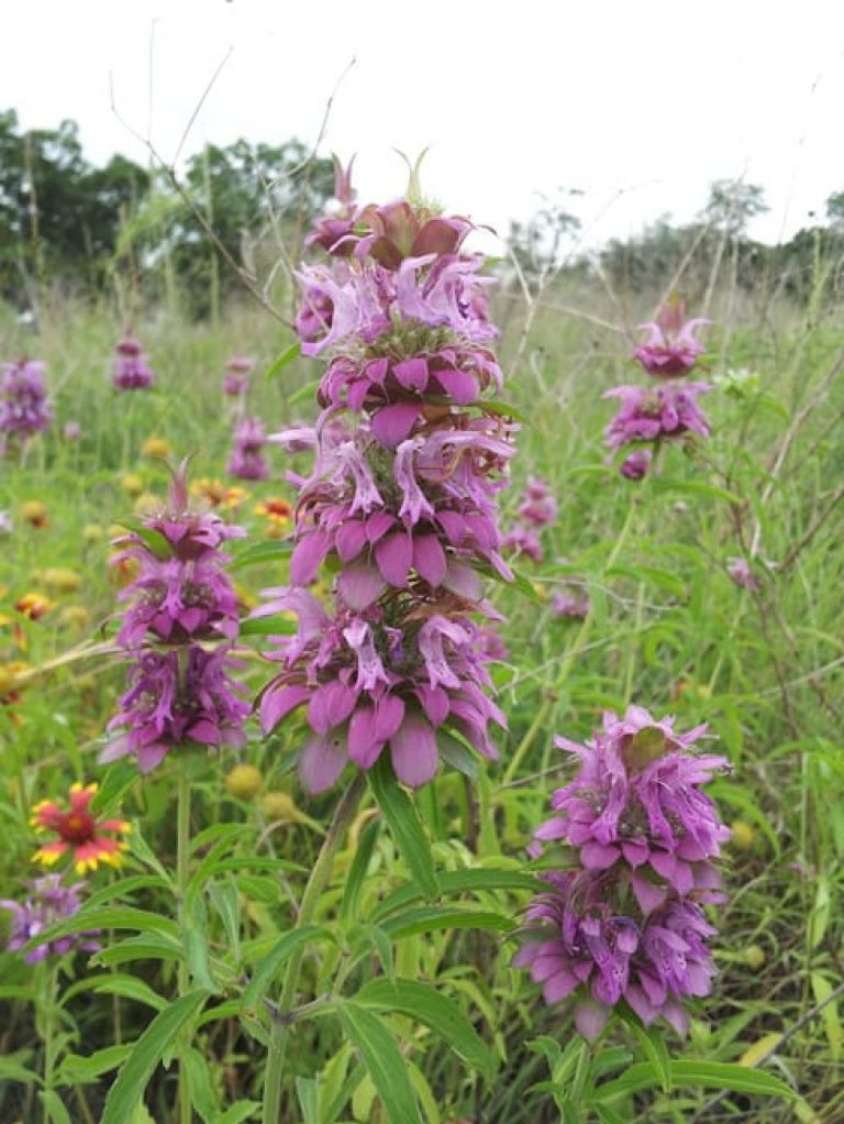 1489074983Bee-Balm-Monarda-citriodora-detail.jpg