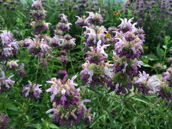 1489074990Bee-balm-Monarda-citriodora-detail-La-Cantera-late-July-BMW.jpg