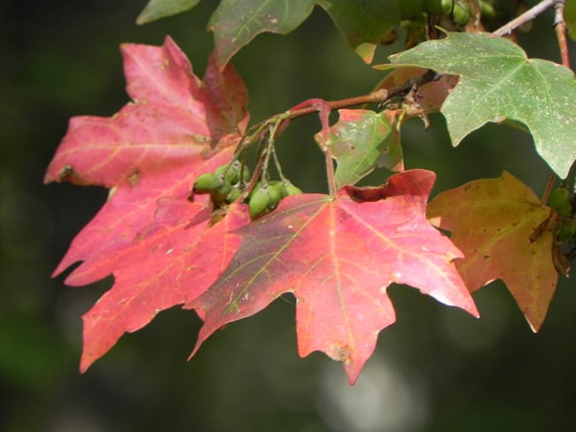 1489075298Maple-bigtooth-acer-grandidentatum-detail.jpg