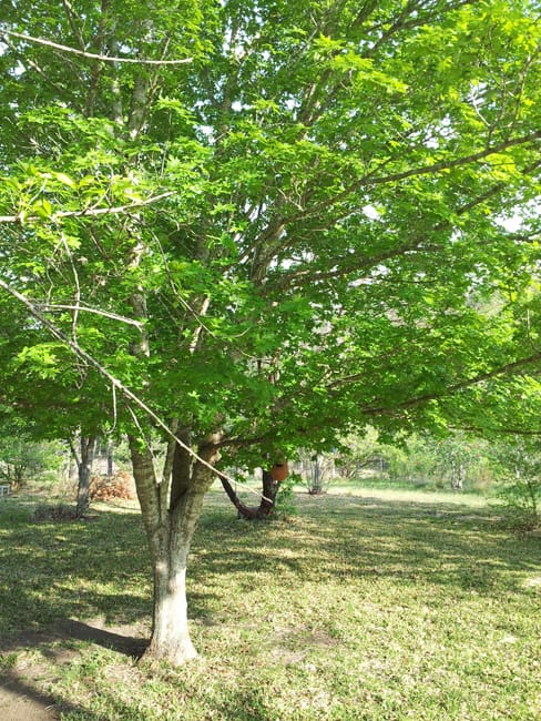 1489075303maple-bigtooth-acer-grandidentatum-form.jpg