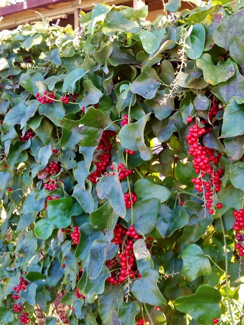 1489076791Carolina-Snailseed-Cocculus-carolinus-fruit-detail.jpg