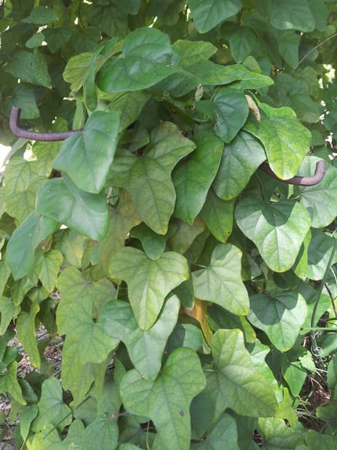 1489076794Carolina-Snailseed-Cocculus-carolinus-leaf-detail.jpg