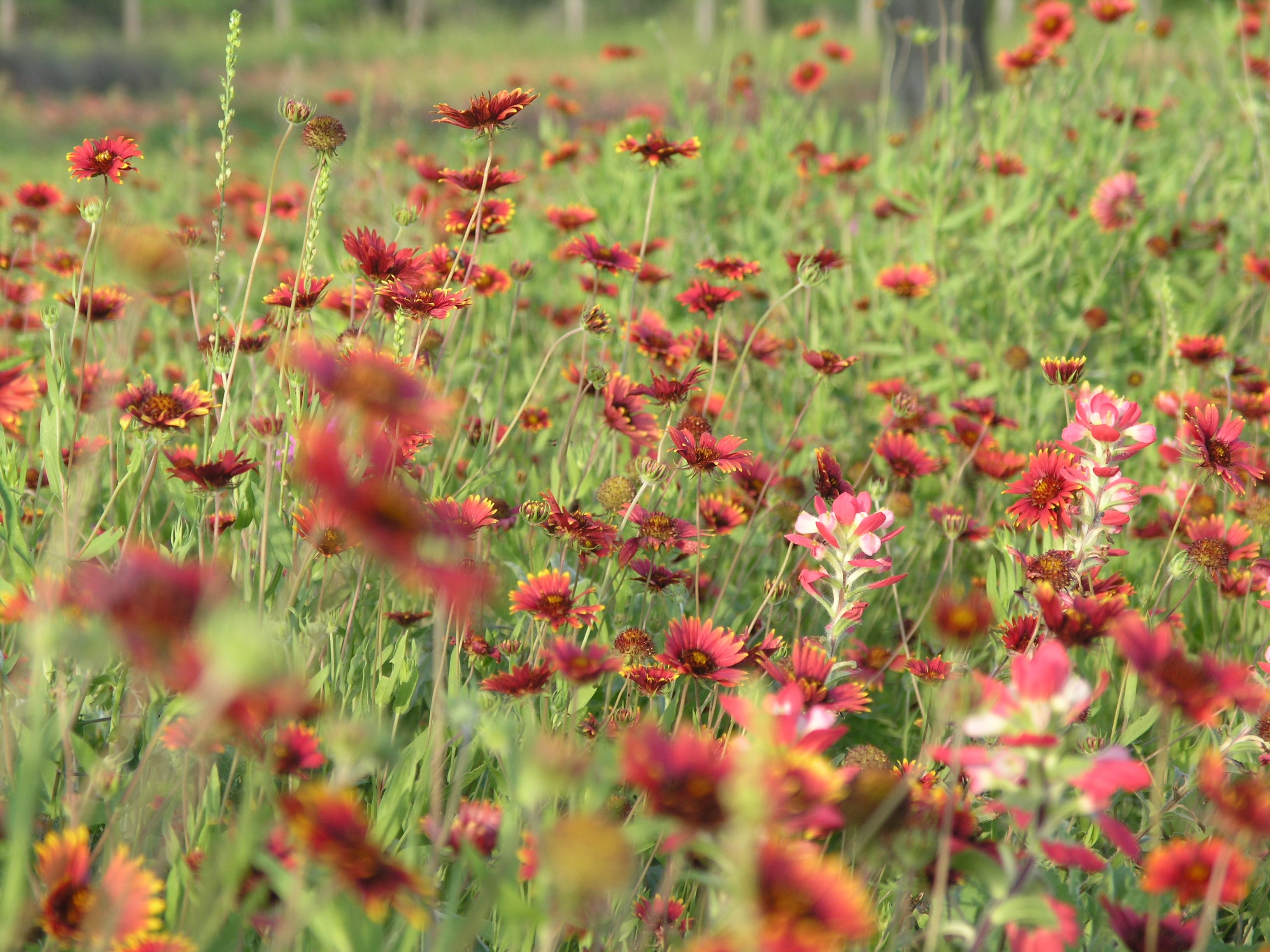 1489077887gaillardia-P1010617.JPG