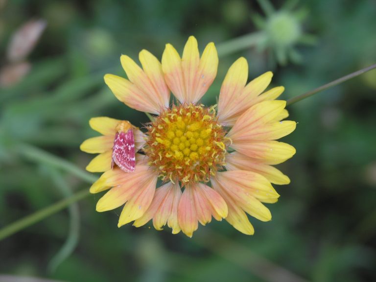 1489077917orange-gaillardia-P1010815.JPG