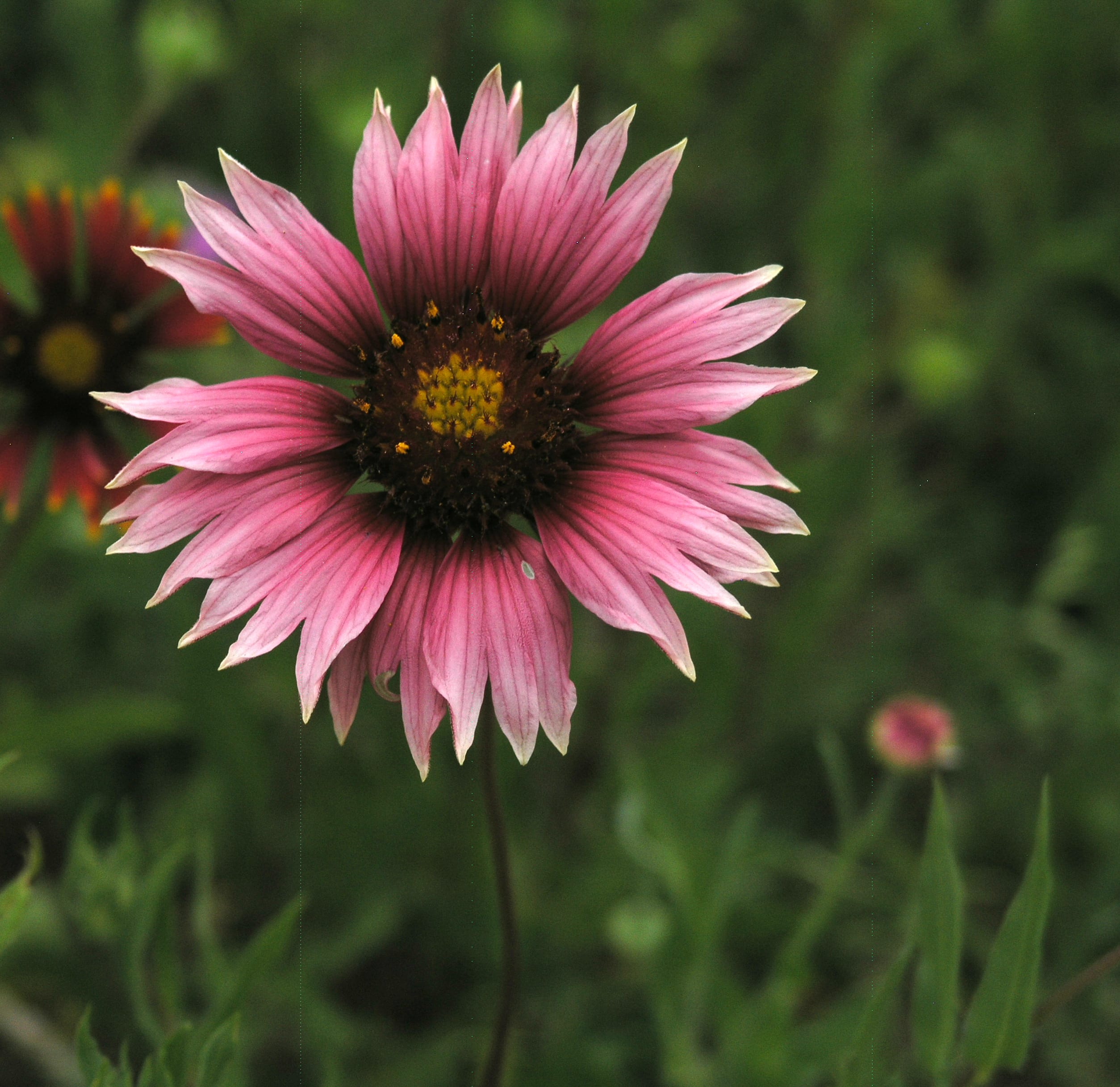 1489077933Pink-Gallardia.jpg