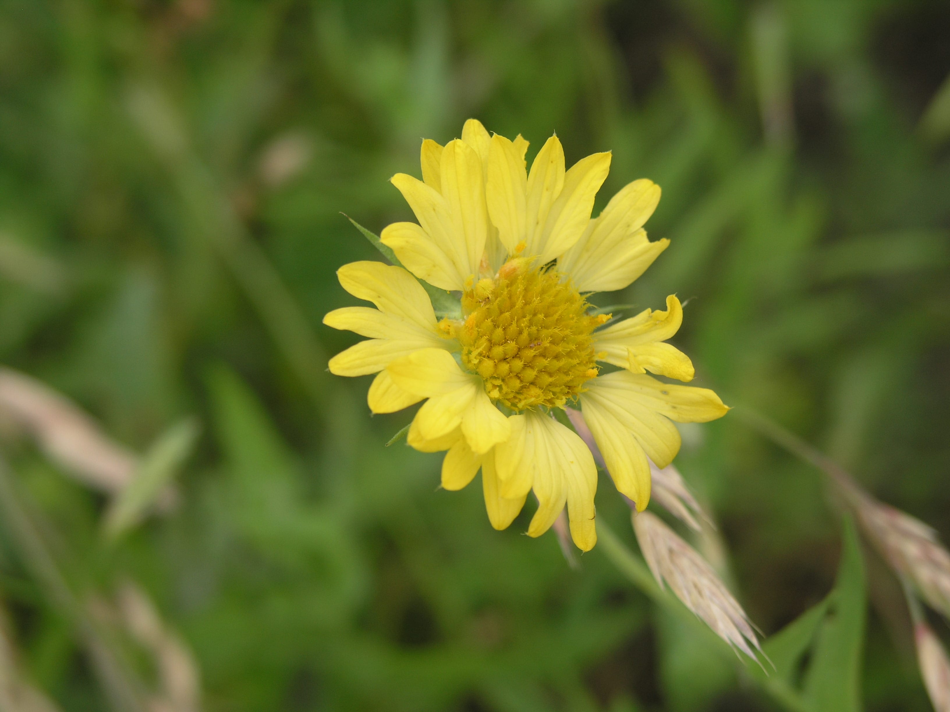 1489077960yellow-gaillardia-P1010821.JPG