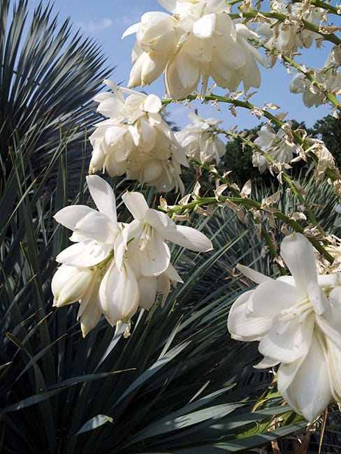 1489091409yucca-thompsons-yucca-thomponiana-detail.jpg