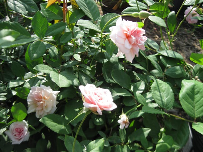 1489091824rose-CECILE-BRUNNER-form-ROSa-x-form.jpg