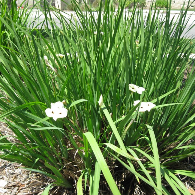 1489167779BICOLOR-IRIS-dietes-bicolor-form.jpg