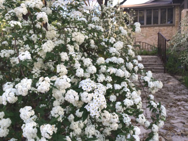 1489173486Bridal-wreath-spiraea-Spiraea-cantoniensis-detail-flowering-4-2015-BMW.jpg