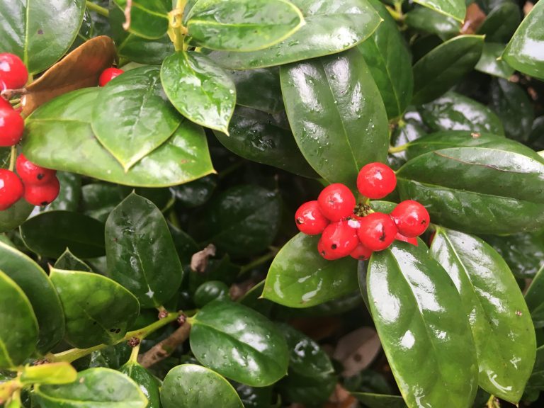 1489173799Holly-Burford-Ilex-cornuta-detail-leaf-bmw.JPG