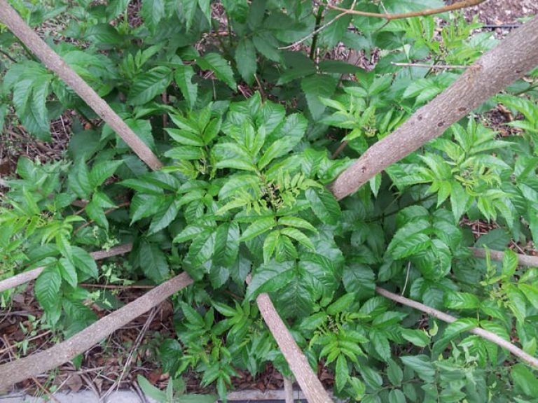 1489174392Esperanza-Tacoma-stans-form-spring-regrowth-after-freeze-May.jpg