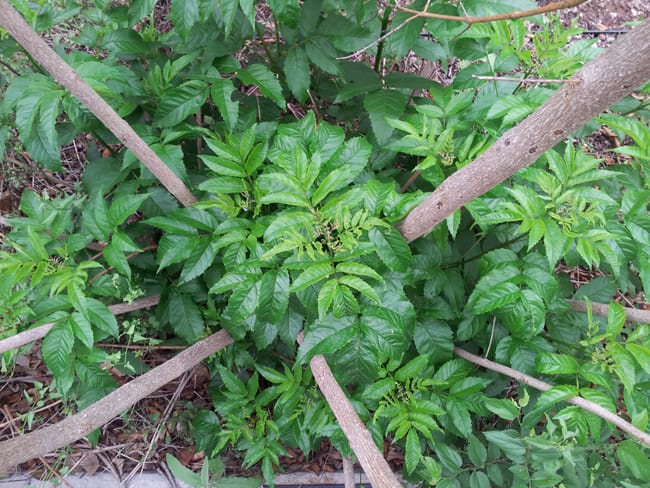 1489174392Esperanza-Tacoma-stans-form-spring-regrowth-after-freeze-May.jpg
