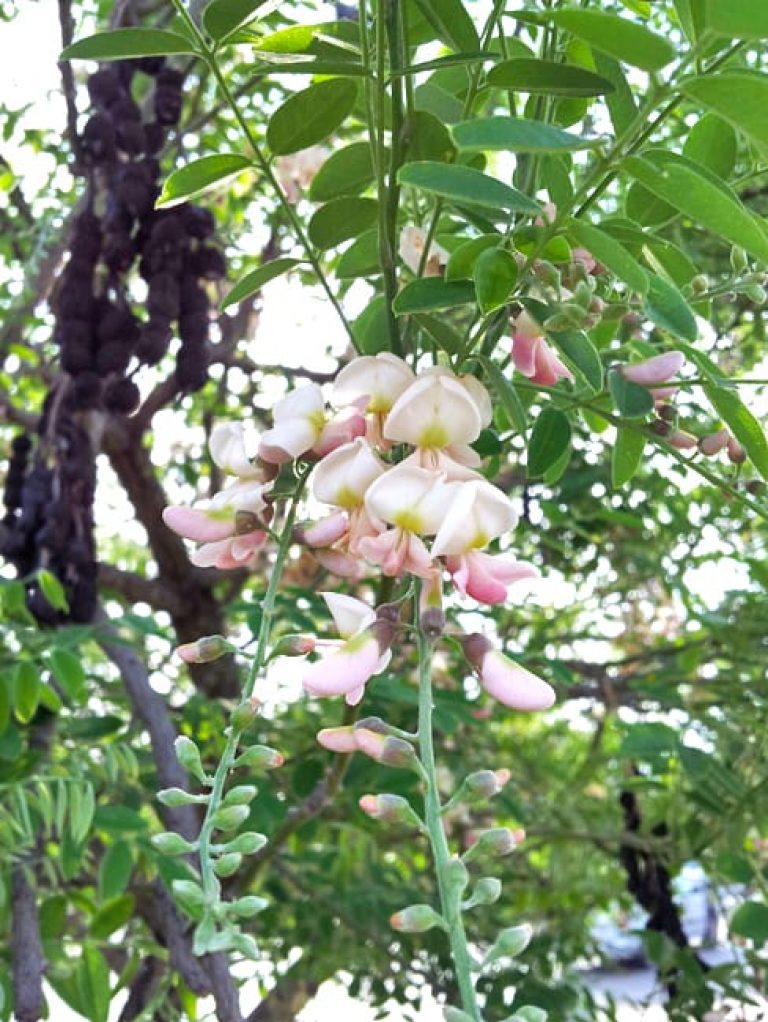 1489174844Eves-necklace-Sophora-affinis-detail-flower-closeup.jpg