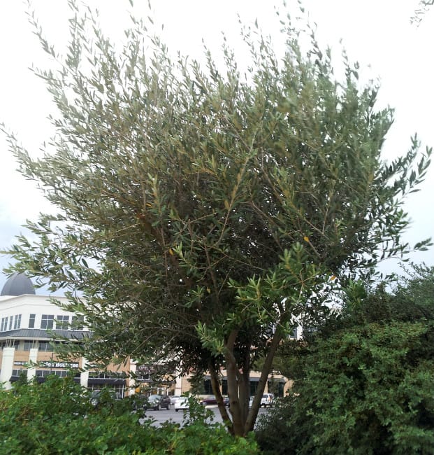 1489175000Olive-European-Olea-europea-form.jpg