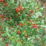 yaupon holly
