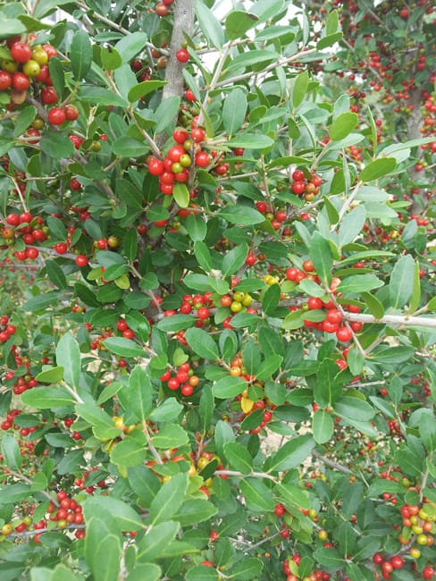 yaupon holly