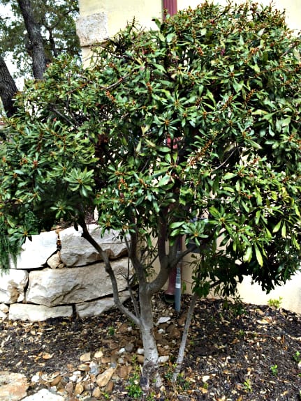 1489437445Wax-myrtle-Myrica-cerifera-form-irrigated-bmw.jpg