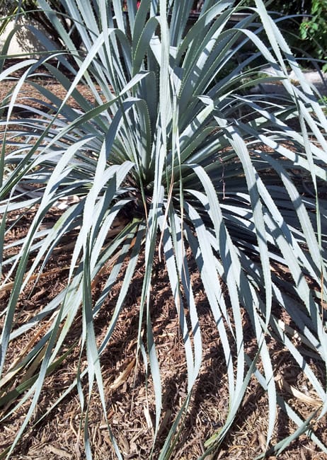 1489437537Sotol-Wheelers-Dasylirion-wheeleri-form-with-mulch.jpg