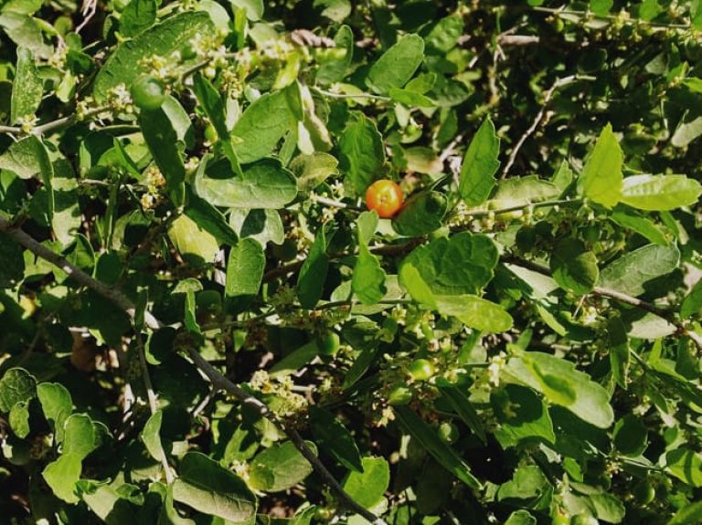 1489438357Hackberry-Spiny-Celtis-pallida-leaf-detail.jpg