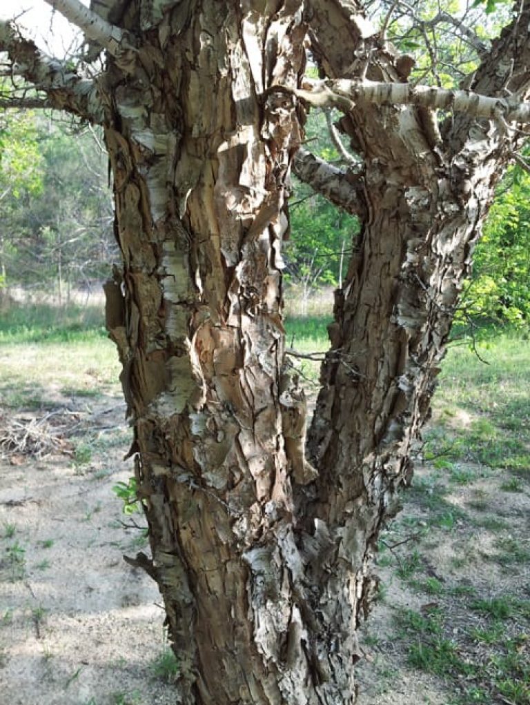 1489438584plum-mexican-prunus-mexicana-20130416-detail-trunk.jpg