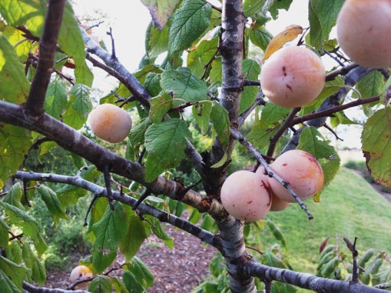 1489438598plum-mexican-prunus-mexicana-fruit.jpg
