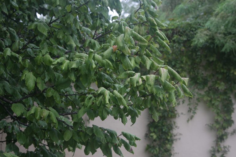 1489438707Mexican-plum-Prunus-mexicana-detail-leaf-Terrell-Hills-typical-bruised-leaves.JPG