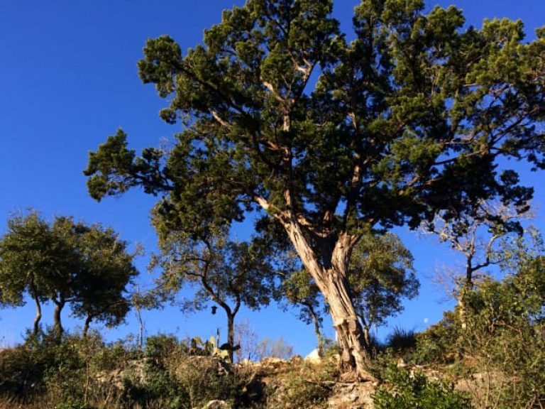1489439077juniper-ashe-Juniperus-asheii-form-Kyle-Seale-February.jpg