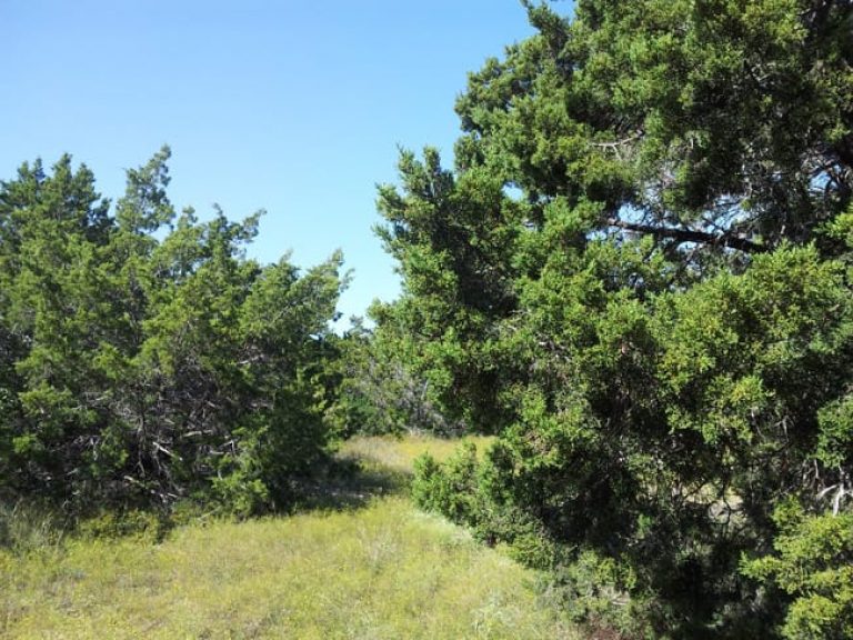 1489439085cedar-mountain-juniperus-ashei-form-wild.jpg