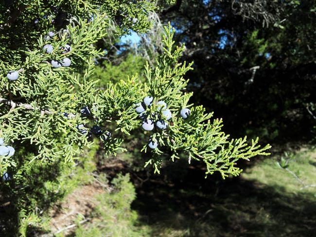 Ashe juniper