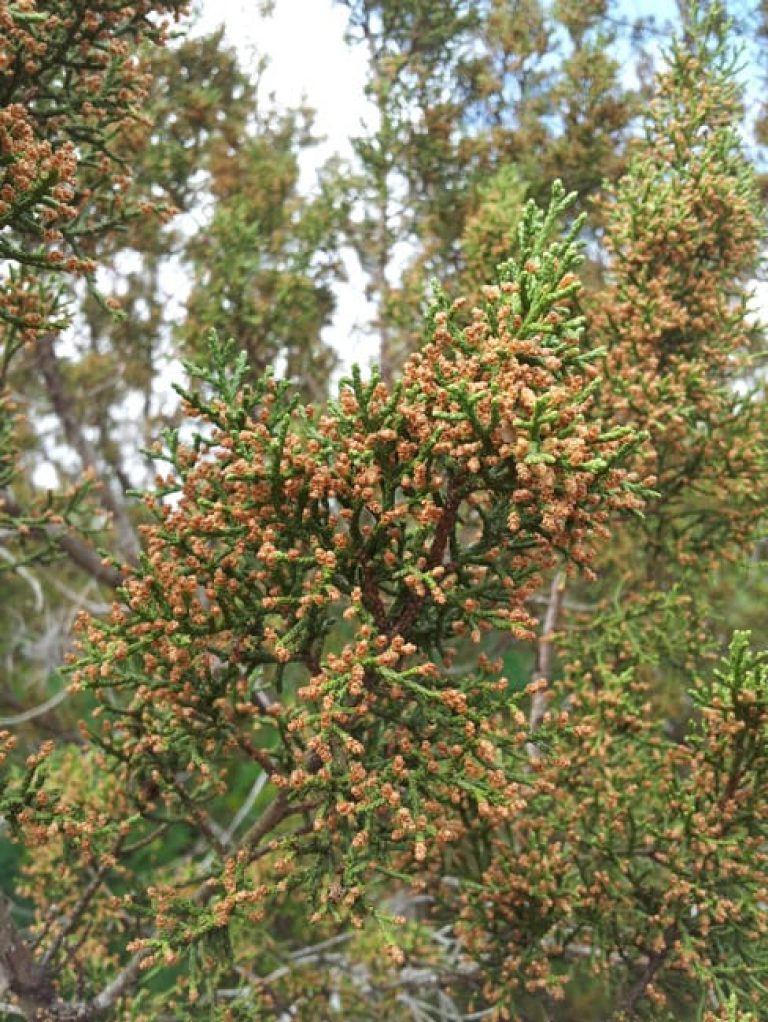 1489439096cedar-moundtain-juniperus-ashei-pollen.jpg