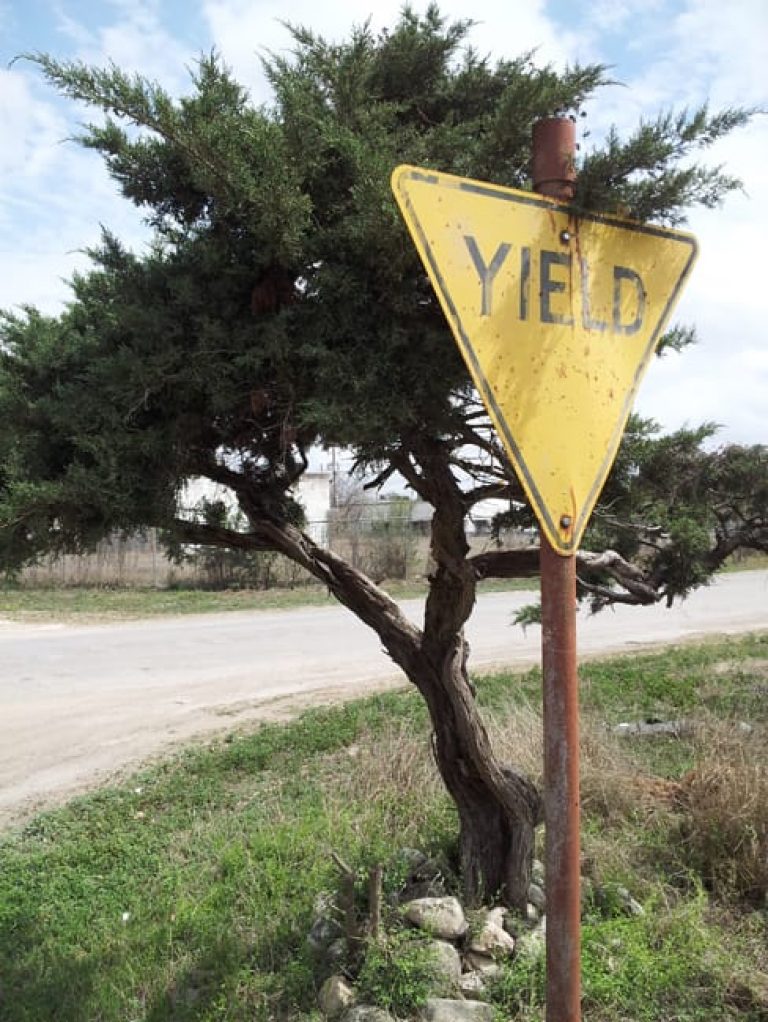 1489439102Ashe-Juniper-Juniperus-asheii-form-yield-to-cedar.jpg