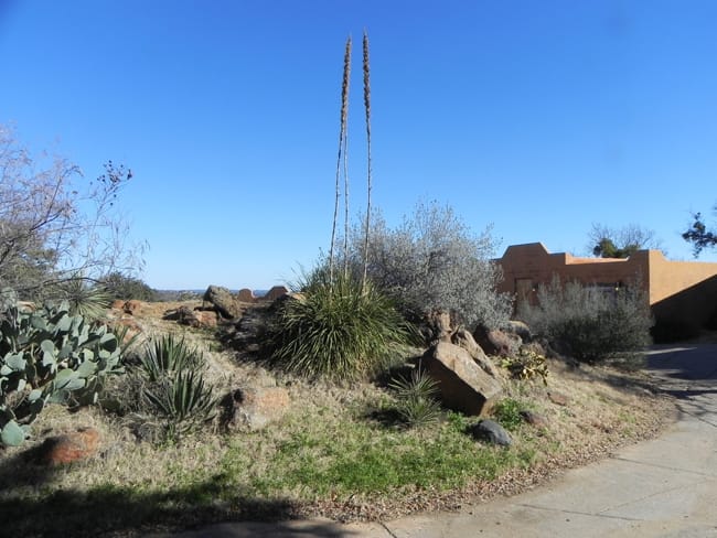 1489439762Sotol-Texas-Dasilyrion-texana-form-Enchanted-Rock.jpg