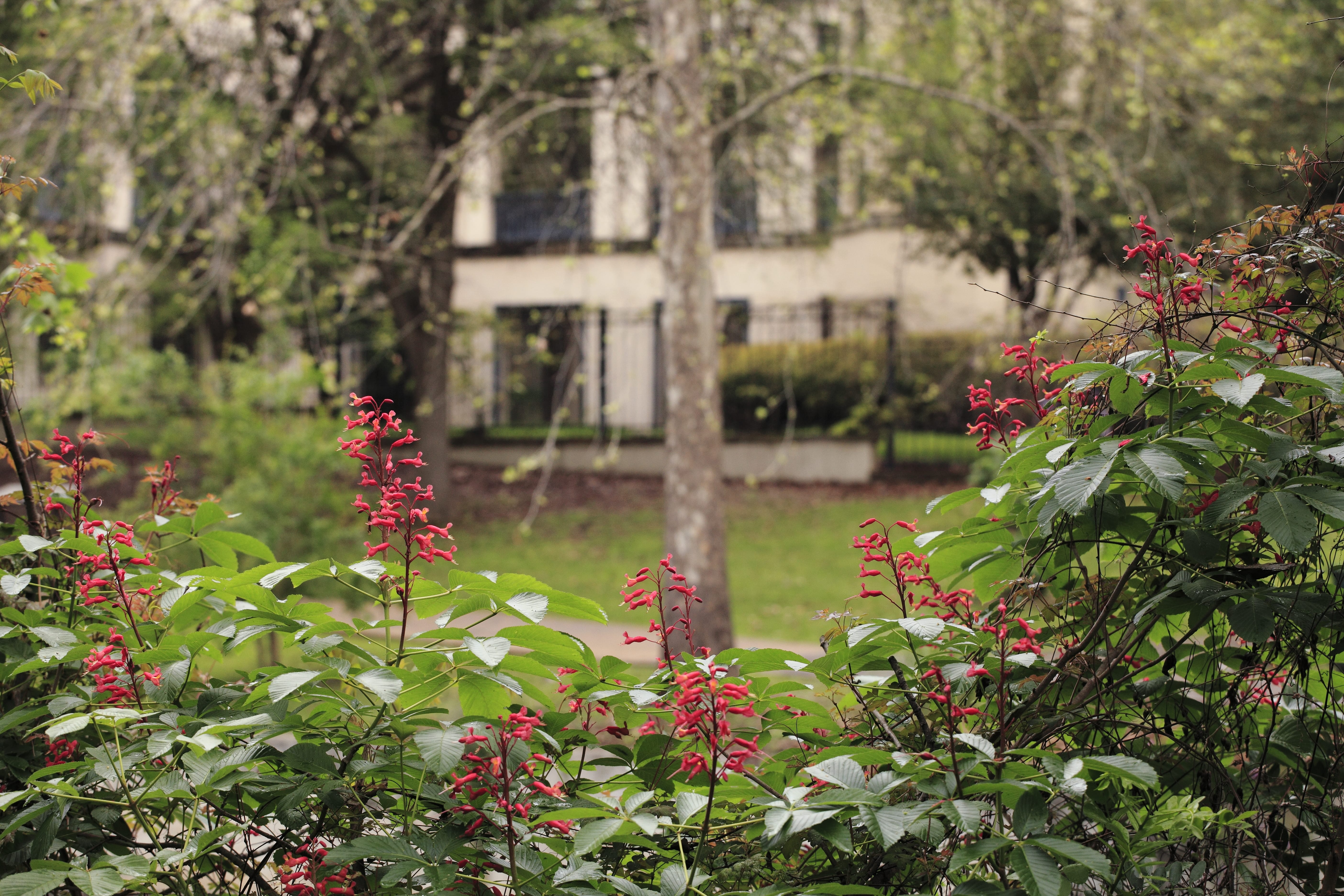 1489440106Red-buckeye-Aesculus-pavia-form-flowering-riverwalk-epohl.JPG