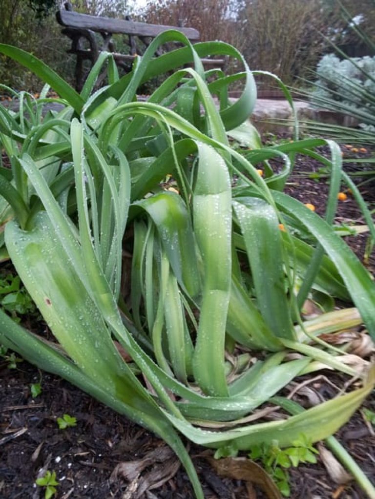 1489505901cemetery-lily-crinum-bulbispermum-form.jpg